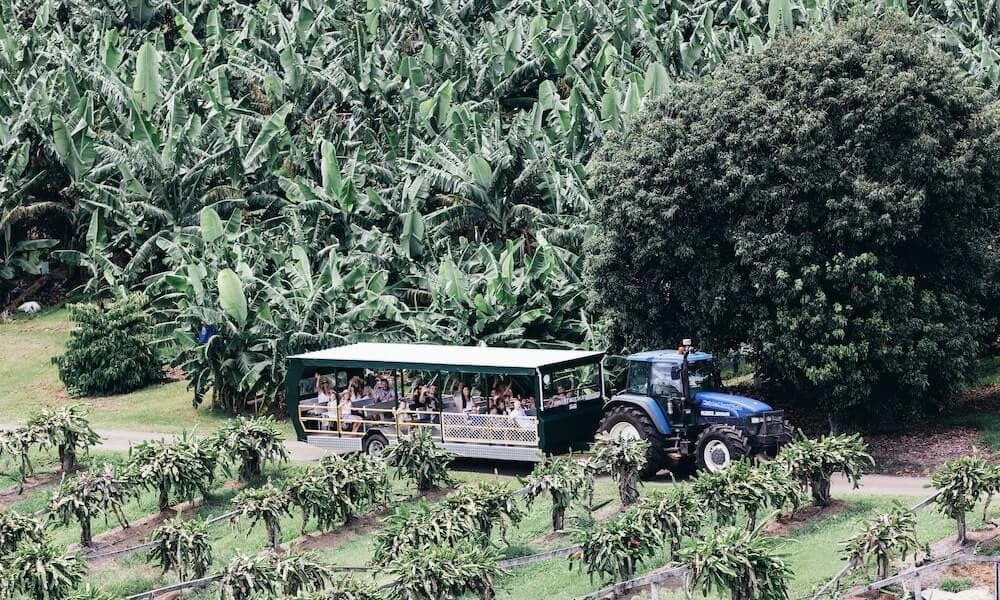 Tropical Fruit World Ticket - image 3